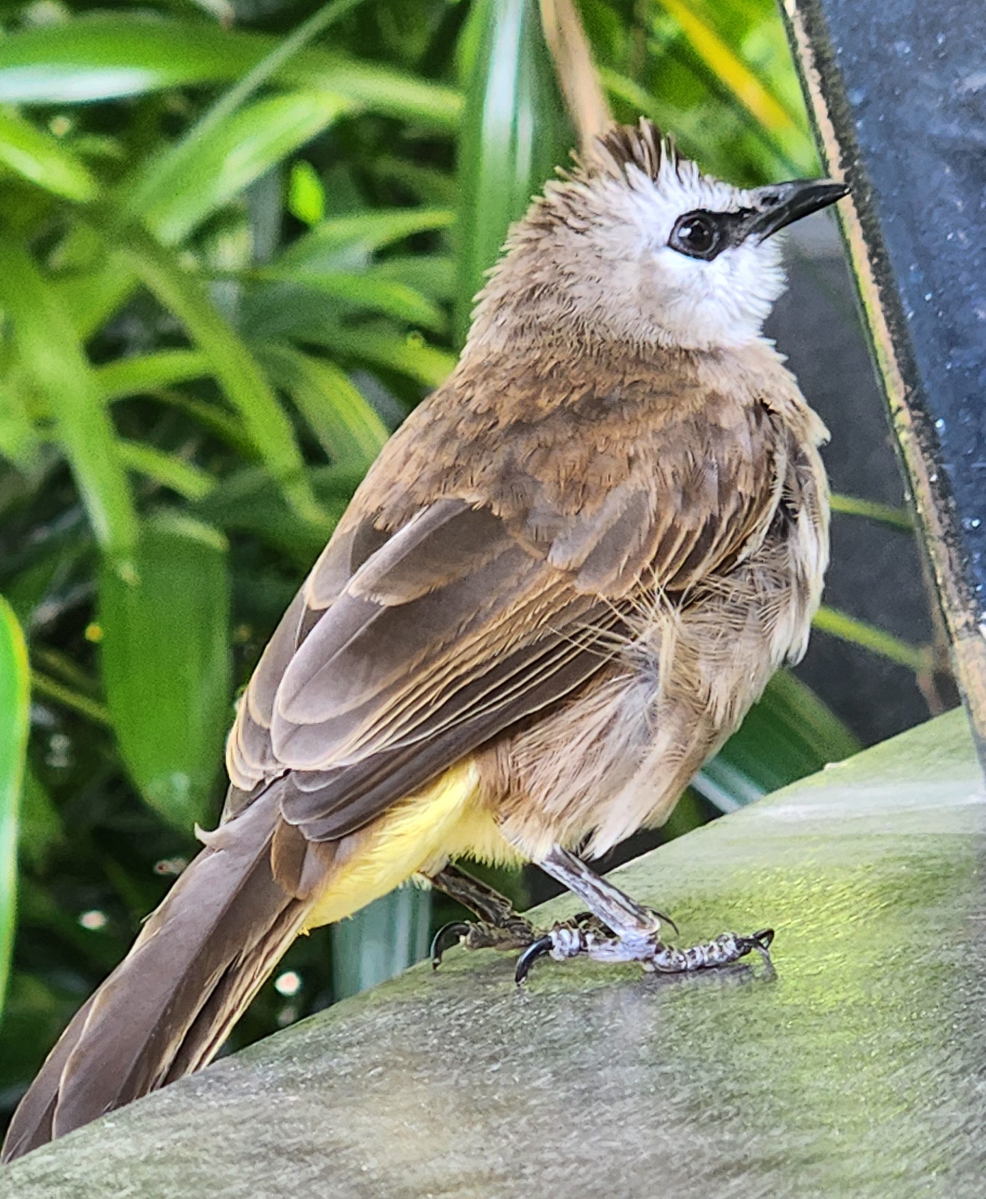 Our bulbul outside