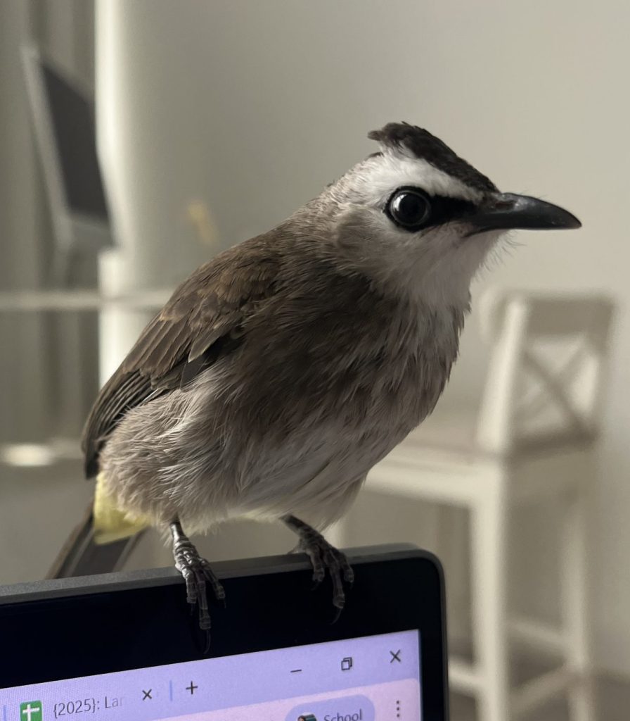 Our bulbul on top of the computer